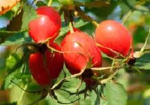 Les avantages de la vitamine P au cerveau